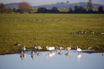 Russian White-fronted Goose increase and a few more Bewick's Swans